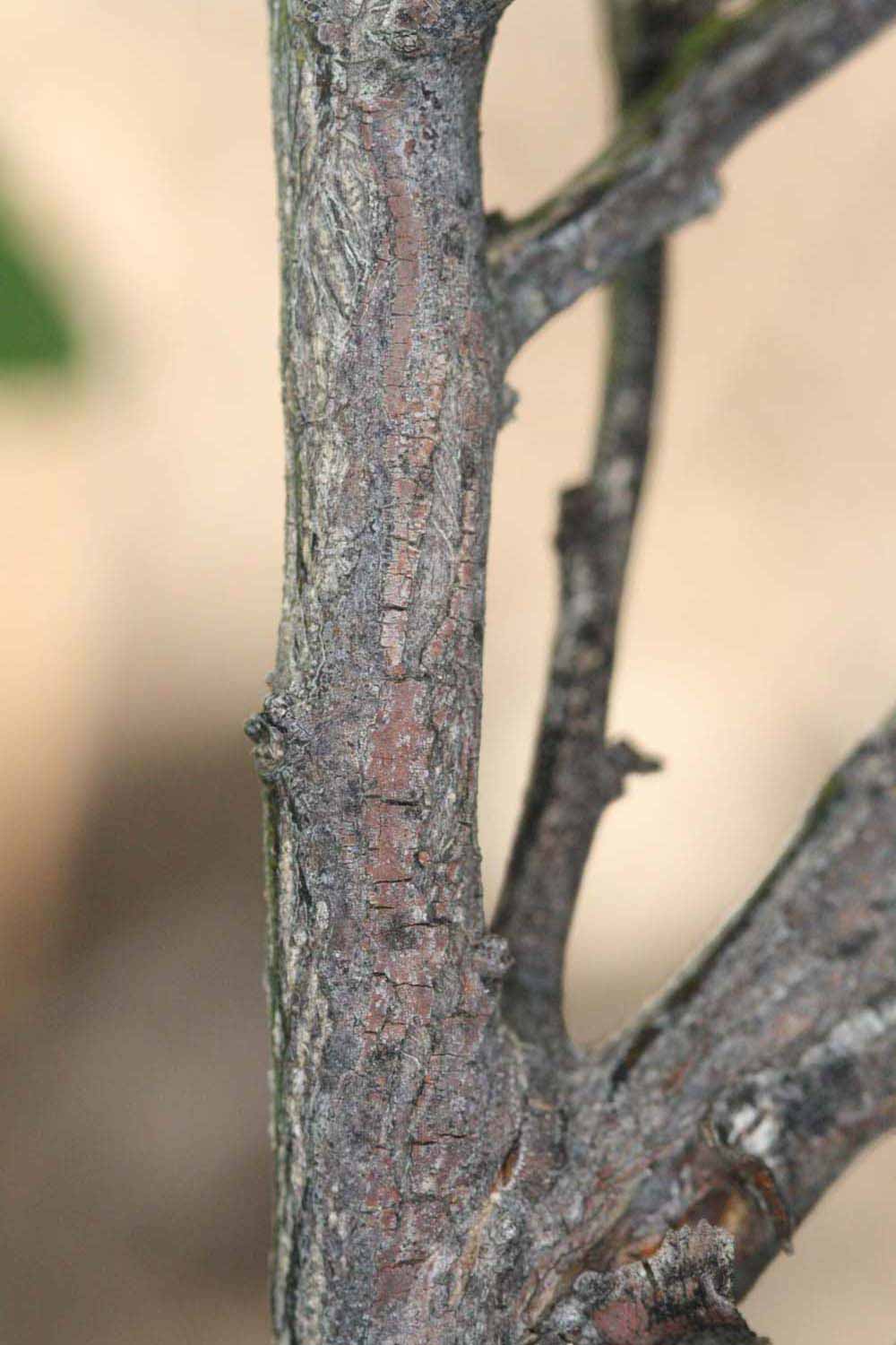              Second - third year twig (Riverside, CA)       